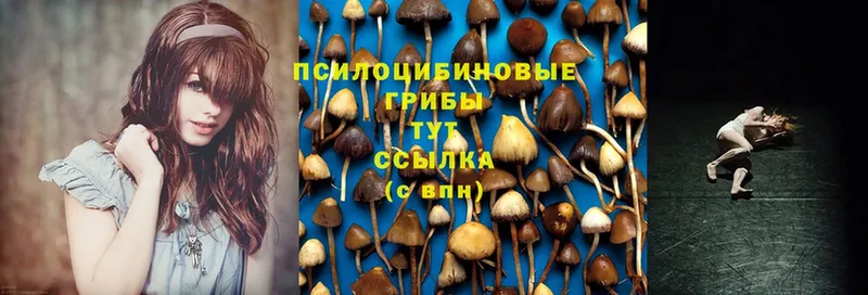 Галлюциногенные грибы Magic Shrooms  где можно купить   Кириши 